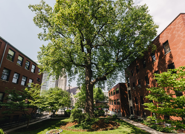 Tulip Poplar tree in mansion courtyard springtime