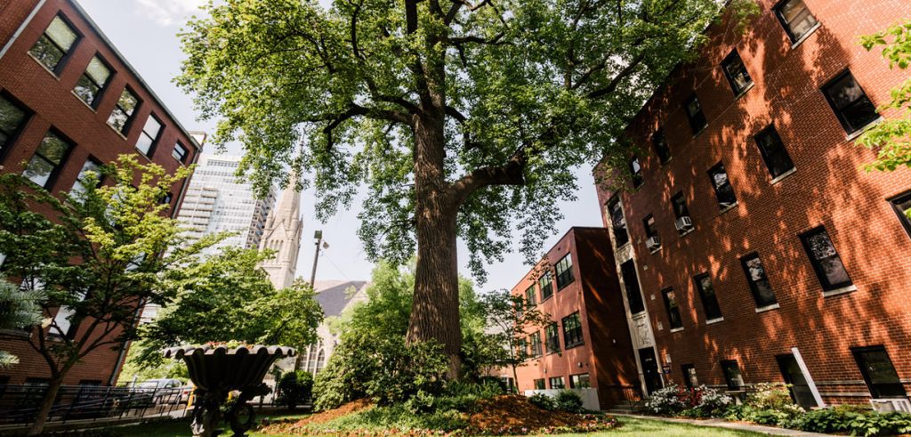 Tulip poplar tree and downtown sky from Masion courtyard