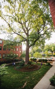 tulip poplar in courtyard