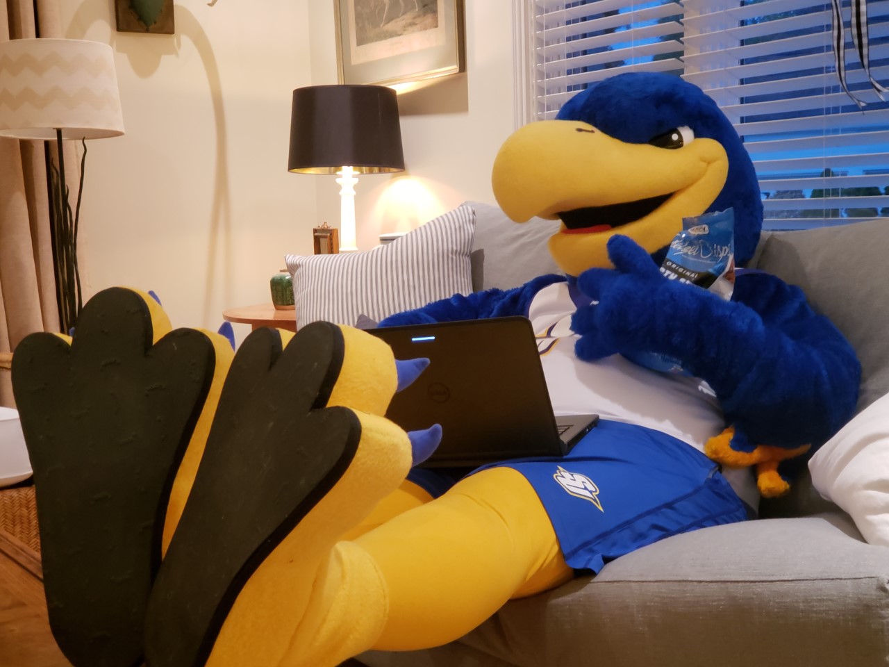 Ollie the Eagle with laptop at home