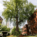 Tulip poplar tree in courtyard outside Naslund-Mann Graduate School of Writing