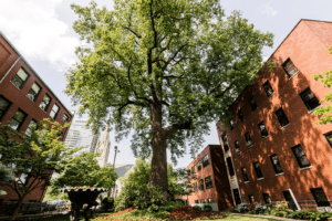 Tulip poplar tree in courtyard outside Naslund-Mann Graduate School of Writing