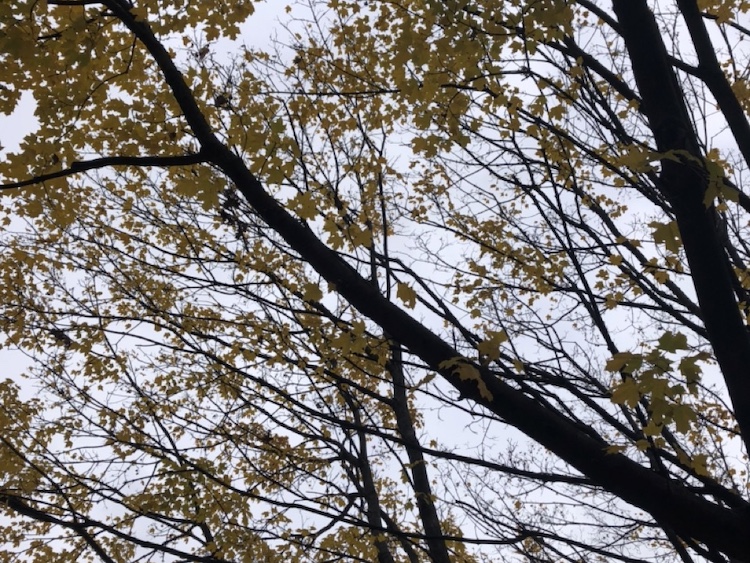Tree branches with golden autumn leaves